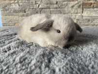 Karzełek baran/mini lop/syjam/rodowód/legalna hodowla
