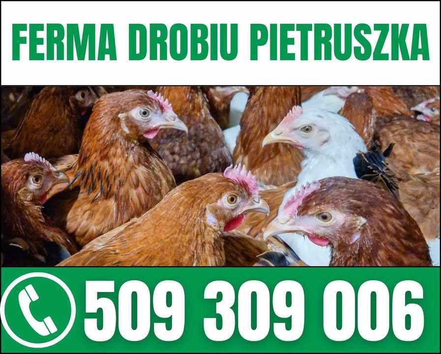 Młode kury nioski