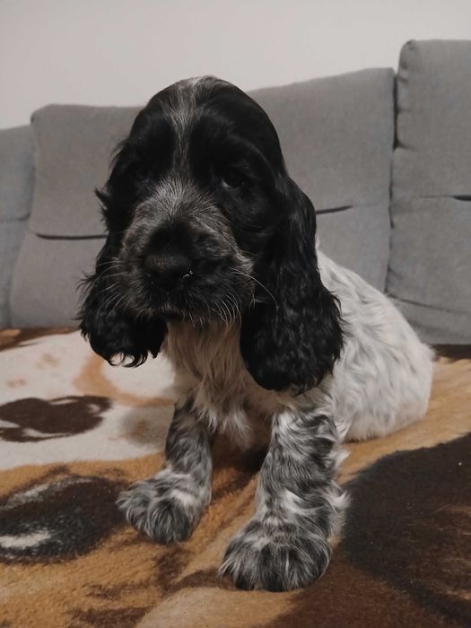 Sunia blue roan cocker spaniel angielski