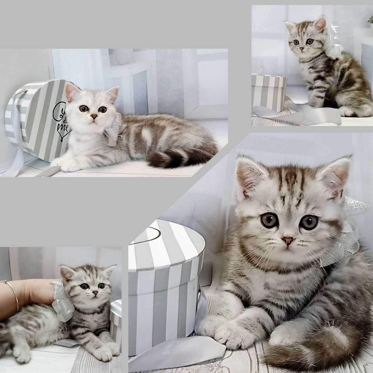 Котики, scotish stright шотландське пухнасте щастя . Кошенята