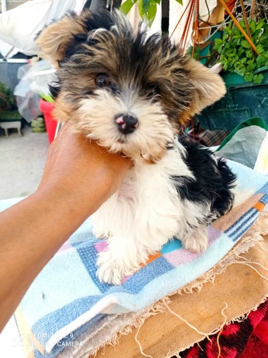 Menino Biewer Terrier de Top