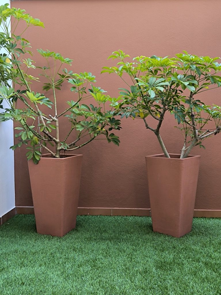Vasos com plantas