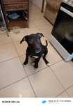 Cachorra Pitbull com 4 meses