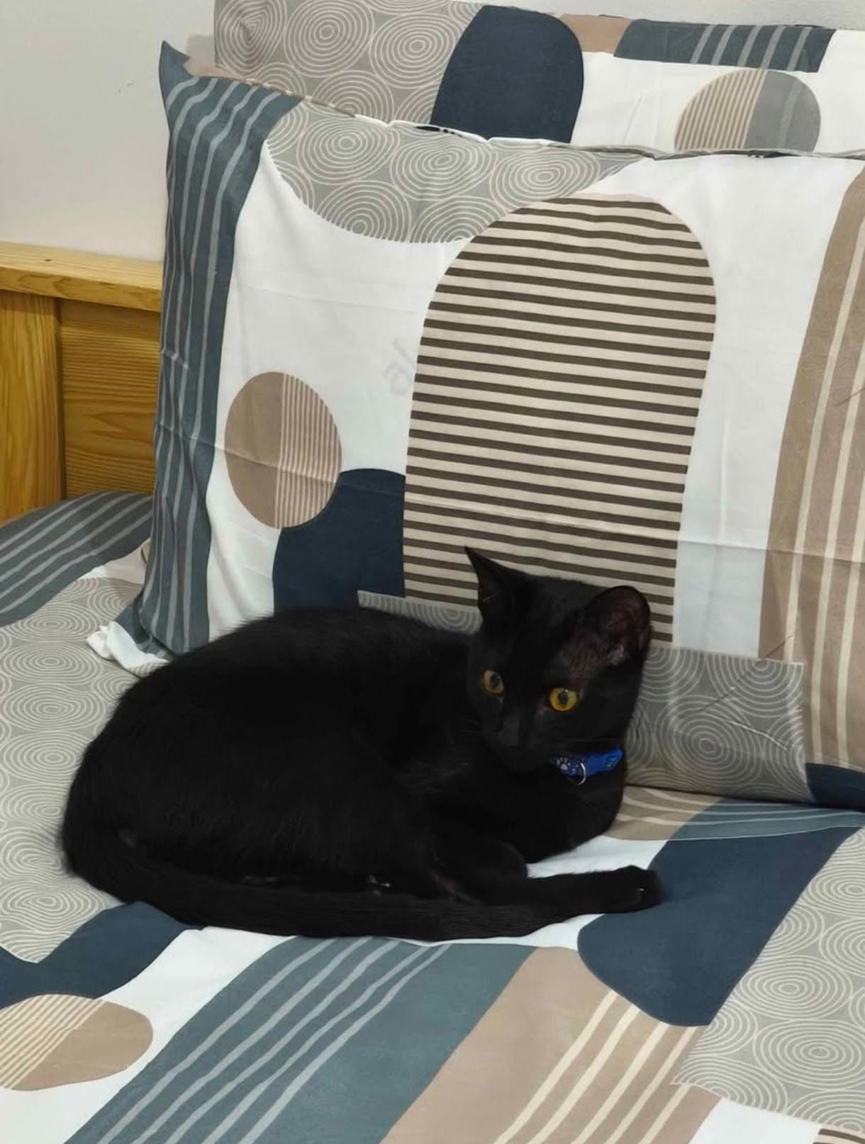 Gatinho para adoção