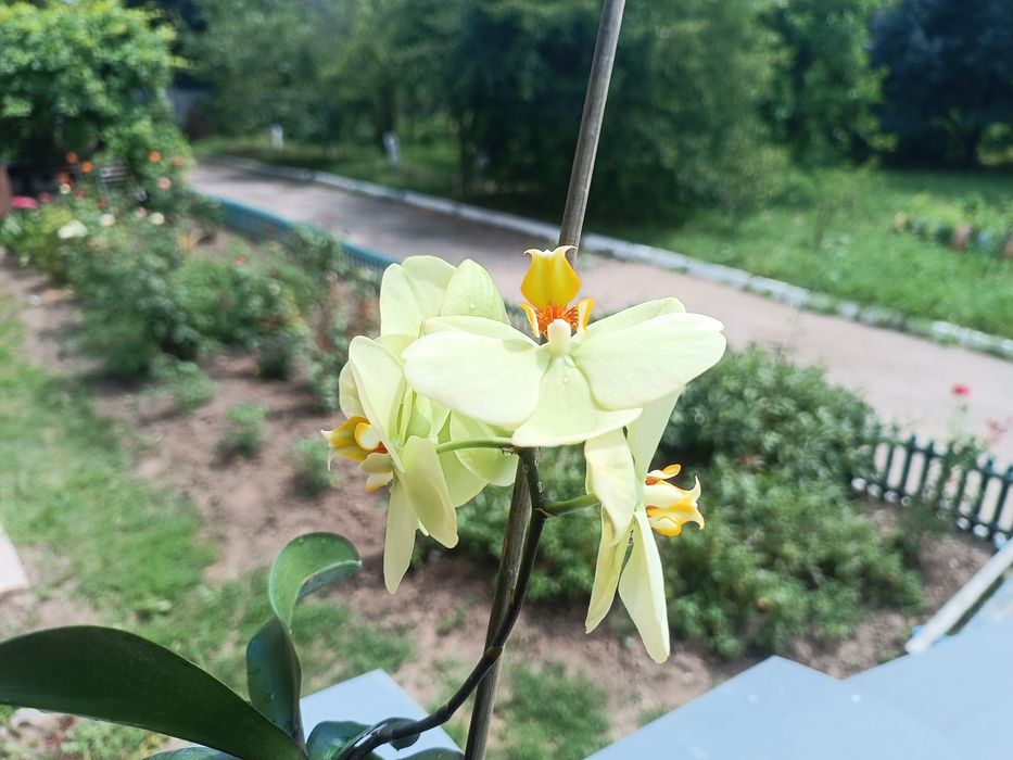 Орхидея лимоновая цветет