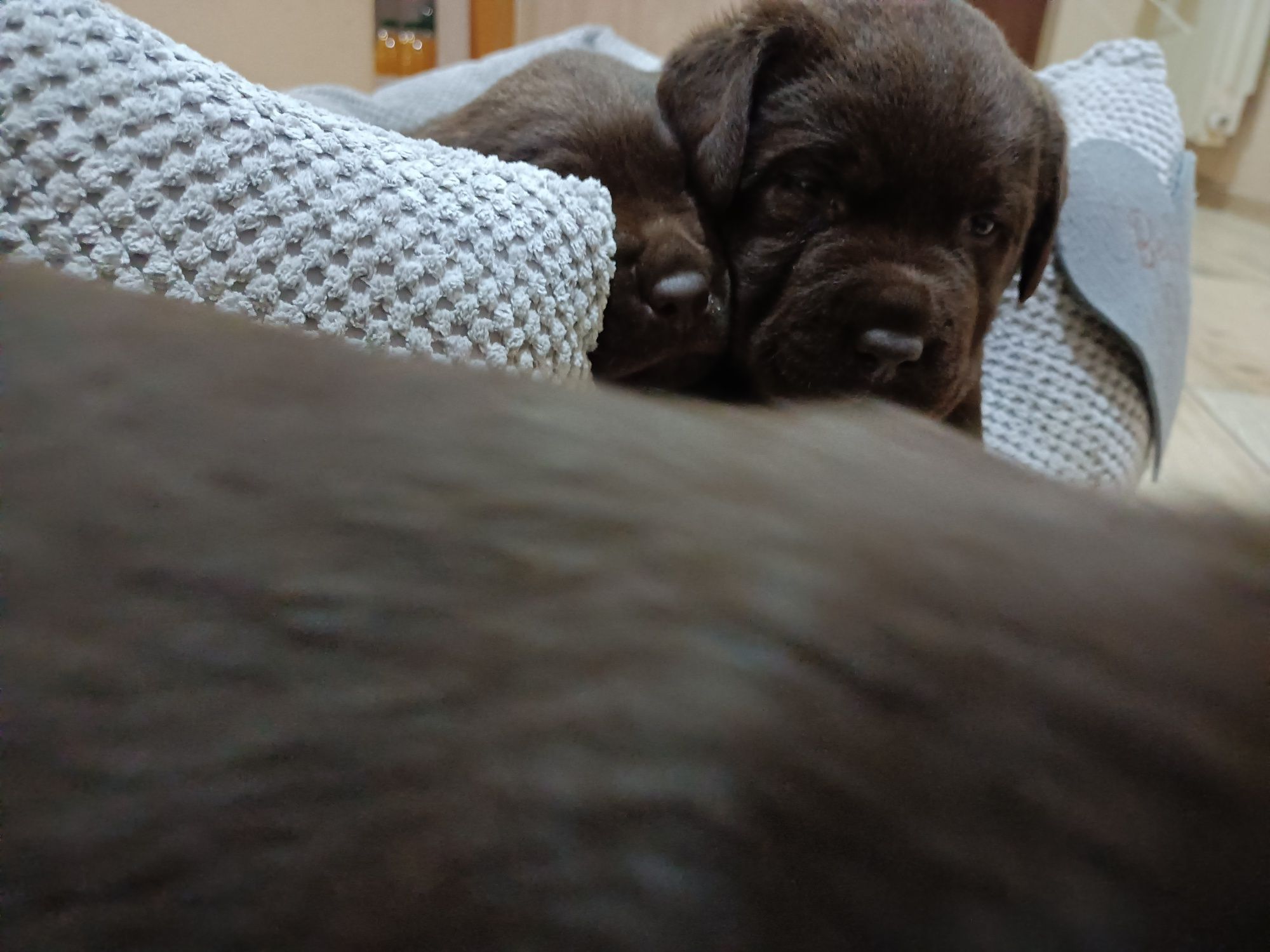 Labrador czekoladowy