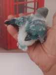 Agapornis domesticado