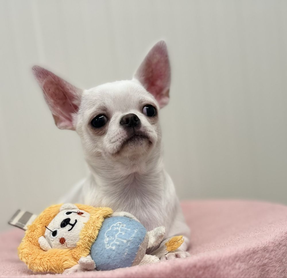 Chihuahua Femea  Pelo Curto