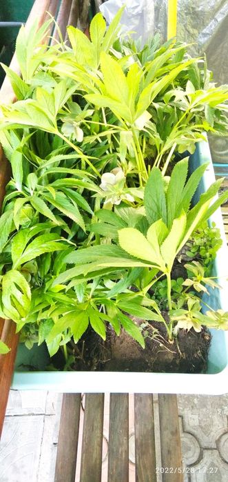 Кусты морозника лекарственного