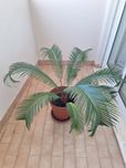 CICA - Planta de Exterior