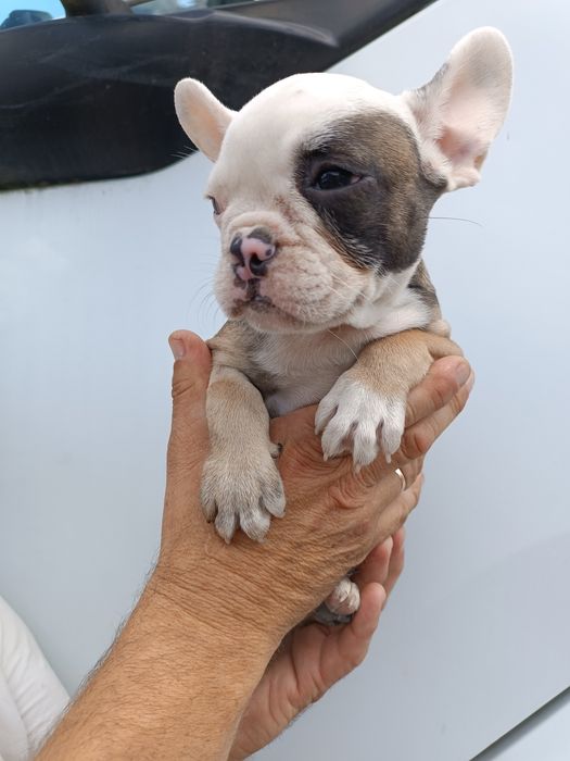 Французики чистокровні,красиві,здорові,розумні,найкращі,різних колір