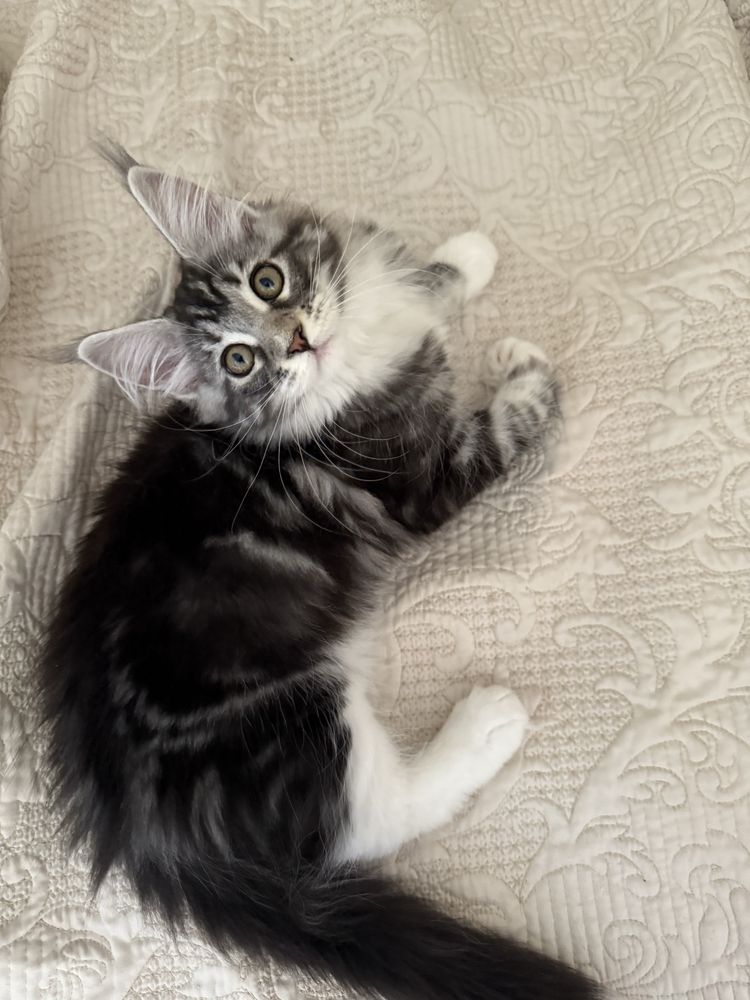 Gatinha Maine Coon com pedigree