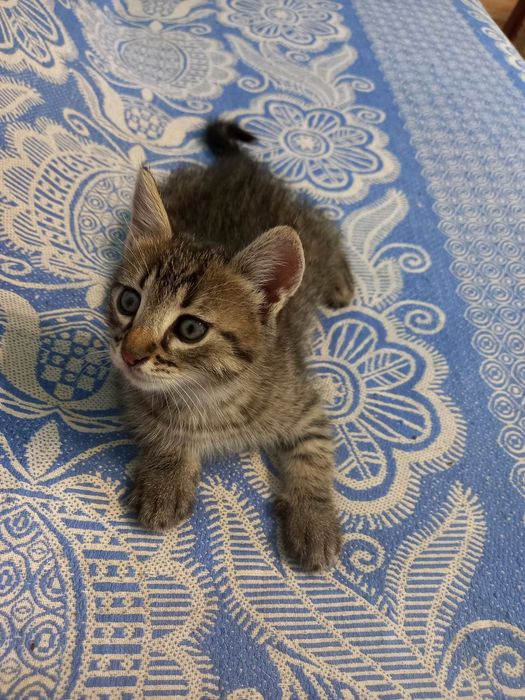 Віддам котика в добрі руки!!!