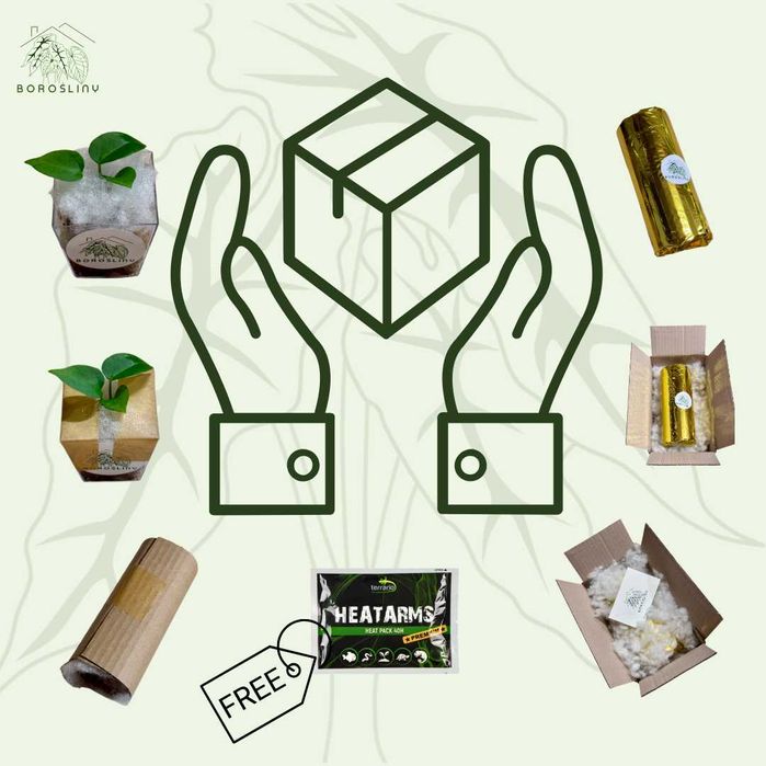 Philodendron Billietiae Variegata Ø-10cm H-20cm