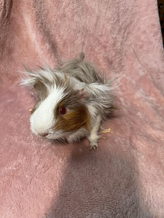 Морська свинка перуанськоі породи (хлопчик)