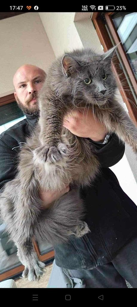 Mainecoon Kocurek czarny ze srebrem Felis Polonia