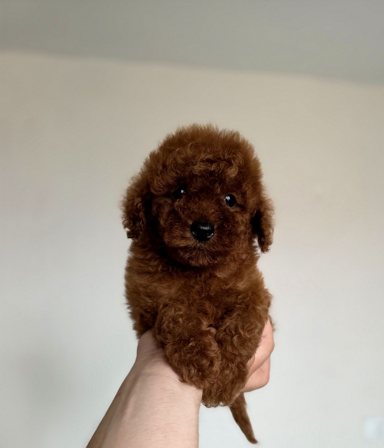Pudel toy dark red brown  piesek