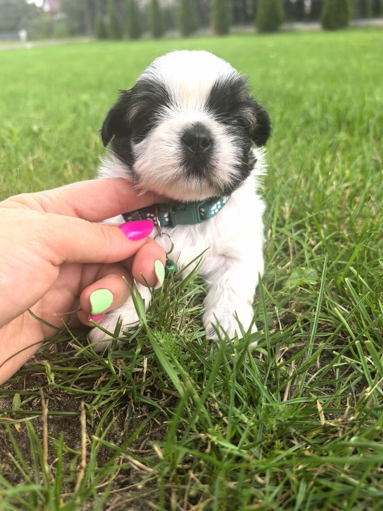 Śliczny szczeniak shih tzu