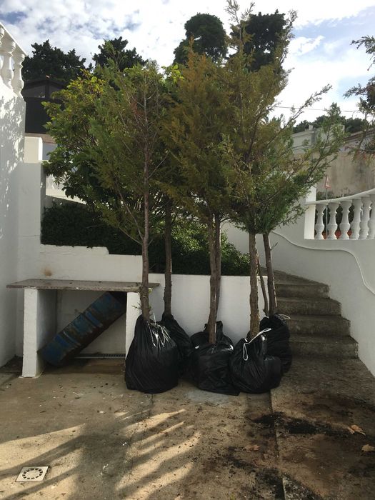 Cipreste da Califórnia (Cedro)