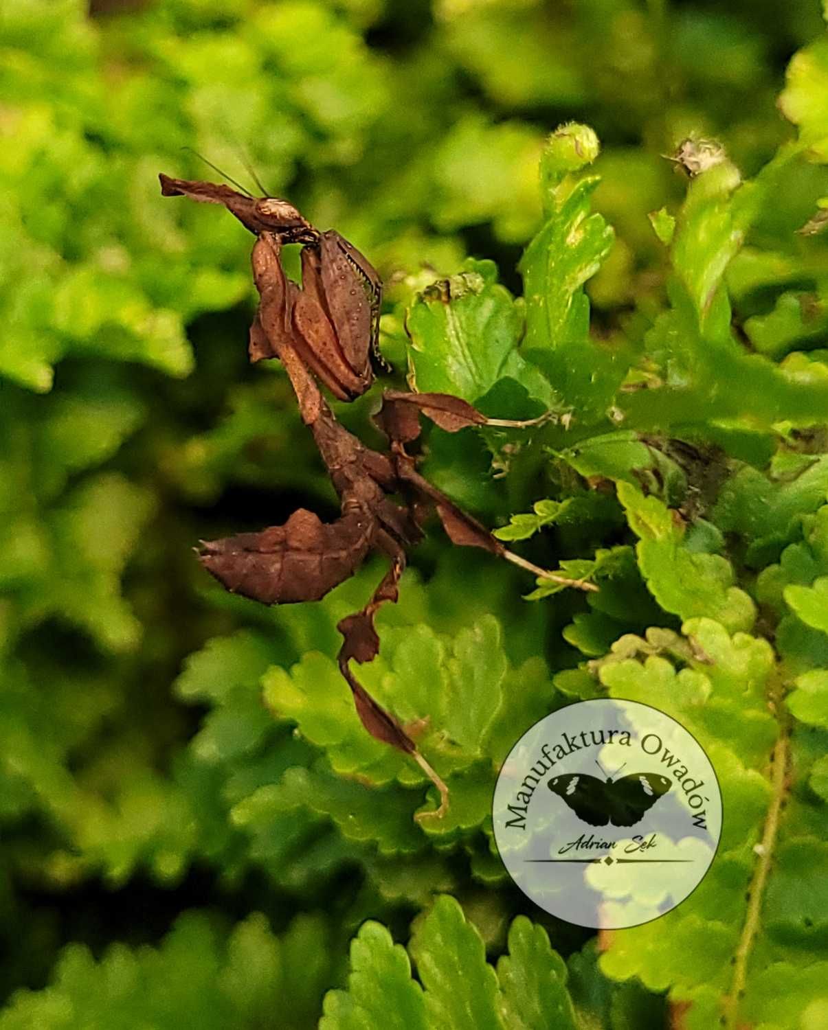 Modliszka liściogłowa - Modliszka Phyllocrania paradoxa L2 + gratisy