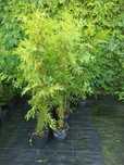 Thuja Brabant, Zerbina wys. 160-170cm