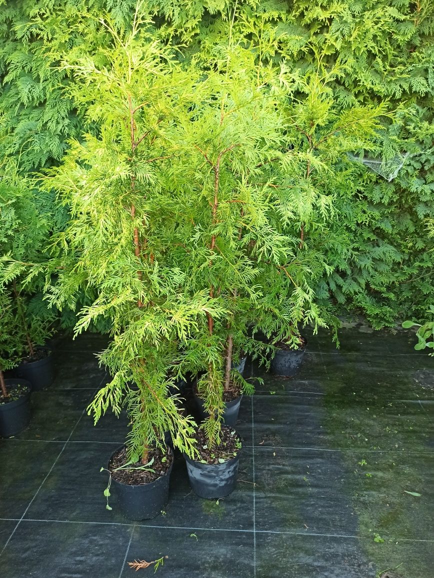 Thuja Brabant, Zerbina wys. 150cm