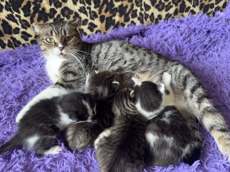 Шотландські кошенята , шотландские котята