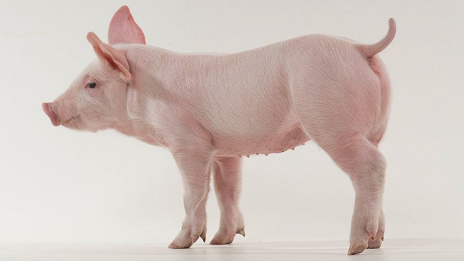 Свині домашні 85грн/кг