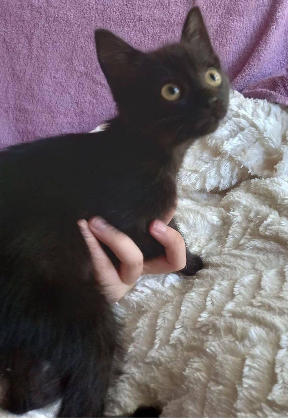 Черный котёночек ищет дом