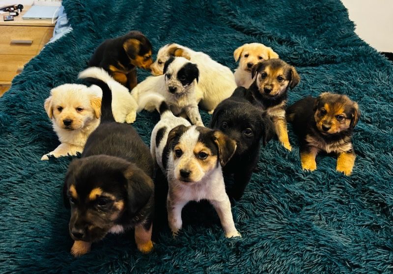 Oddam pieski w dobre ręce