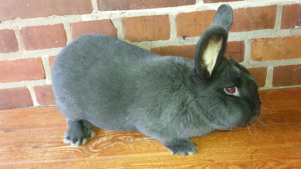 Wiedeński niebieski z ocenami