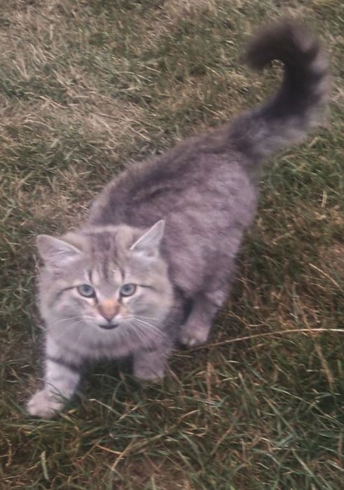 Кошеня, хлопчик, 4 місяці в пошуках господаря
