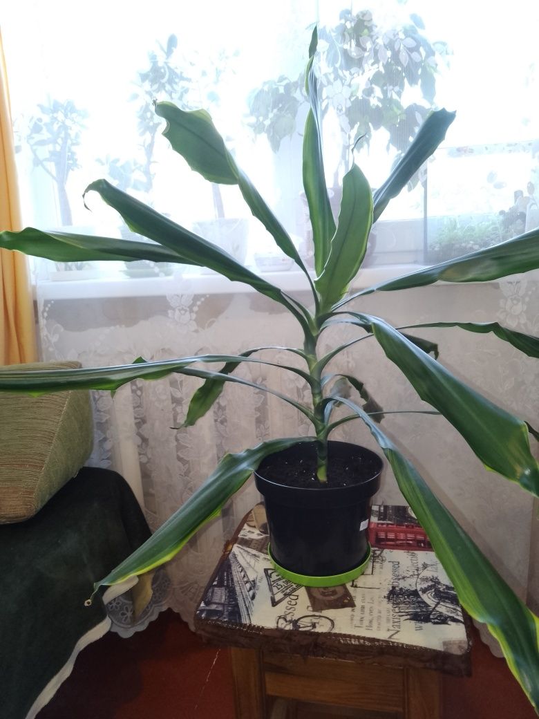 Продам драцену (50 см)