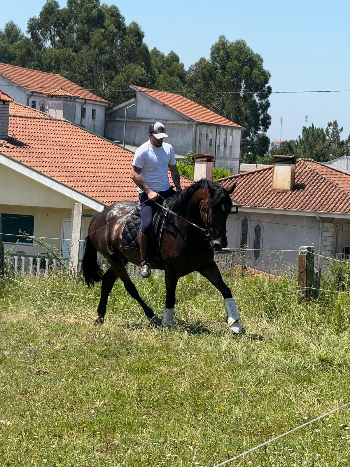 Égua alemã 6 anos