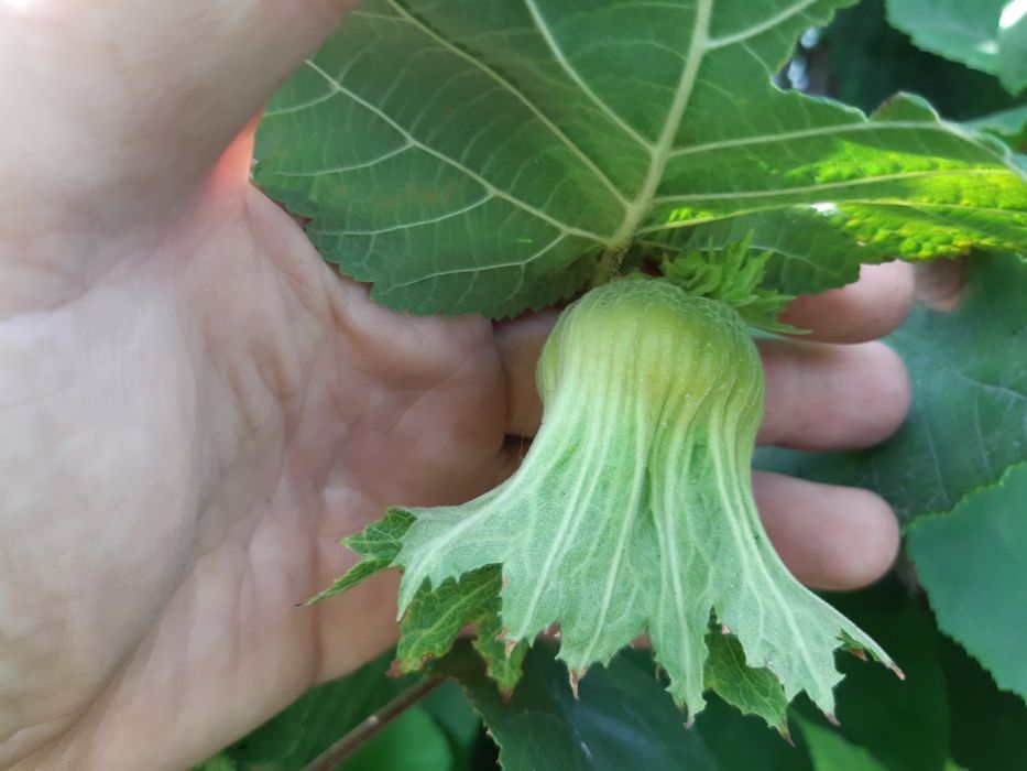 Фундук сорта Трапезунд саженцы на осень .