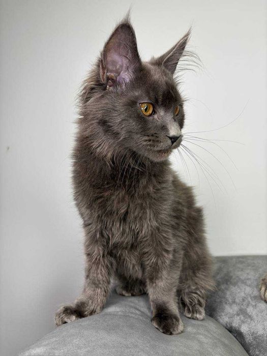 Неймовірний димчастий котик мейн-кун зі всіма документами WCF