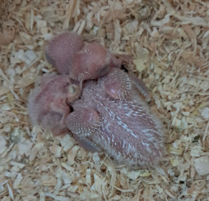 Agapornis roseicollis para criar á mão