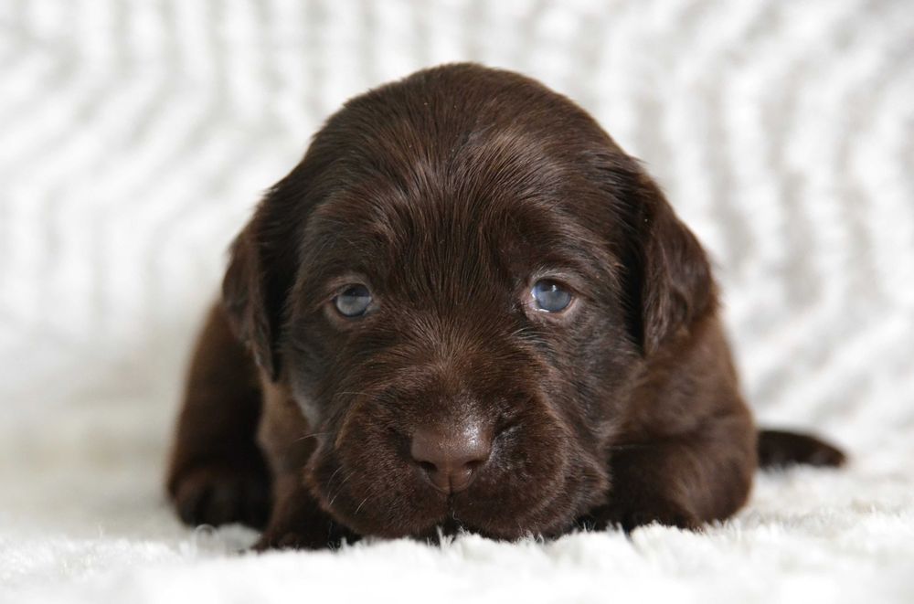 Piękny Szczeniak Labrador Retriever