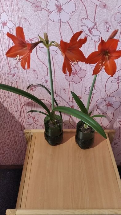 Гиппеаструм комнатный