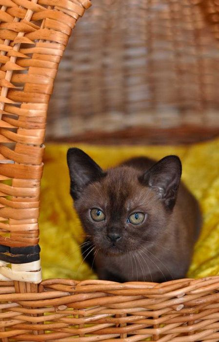 Питомник Бурманских кошек