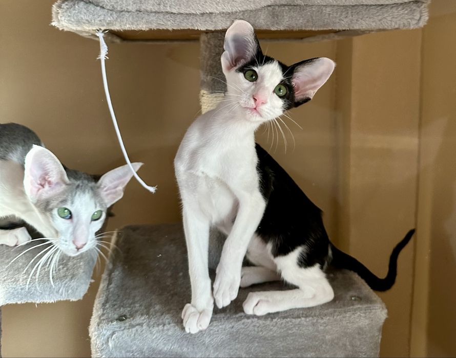 Czarno-biała koteczka orientalna Bianca