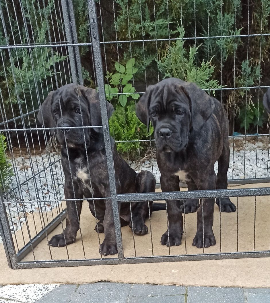 Cane Corso piesek