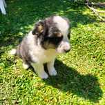 Border collie fêmea tricolor