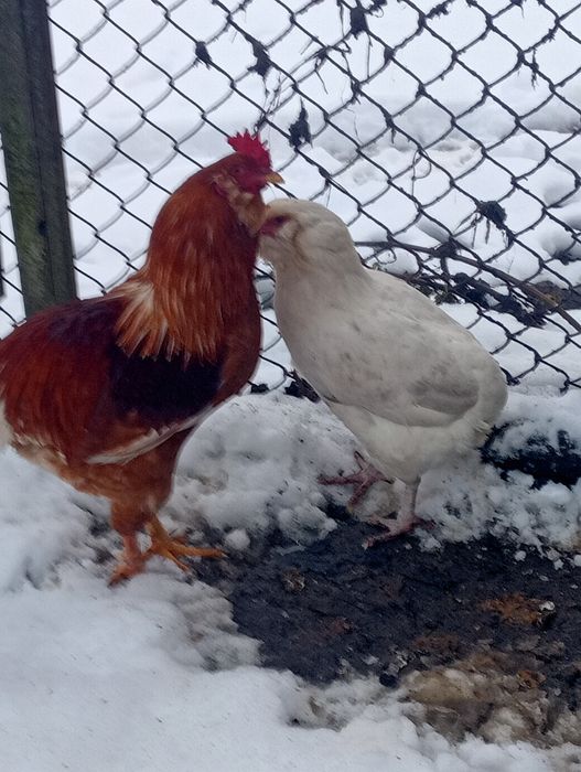 Kurka i kogut brodate arakuany bezogoniaste