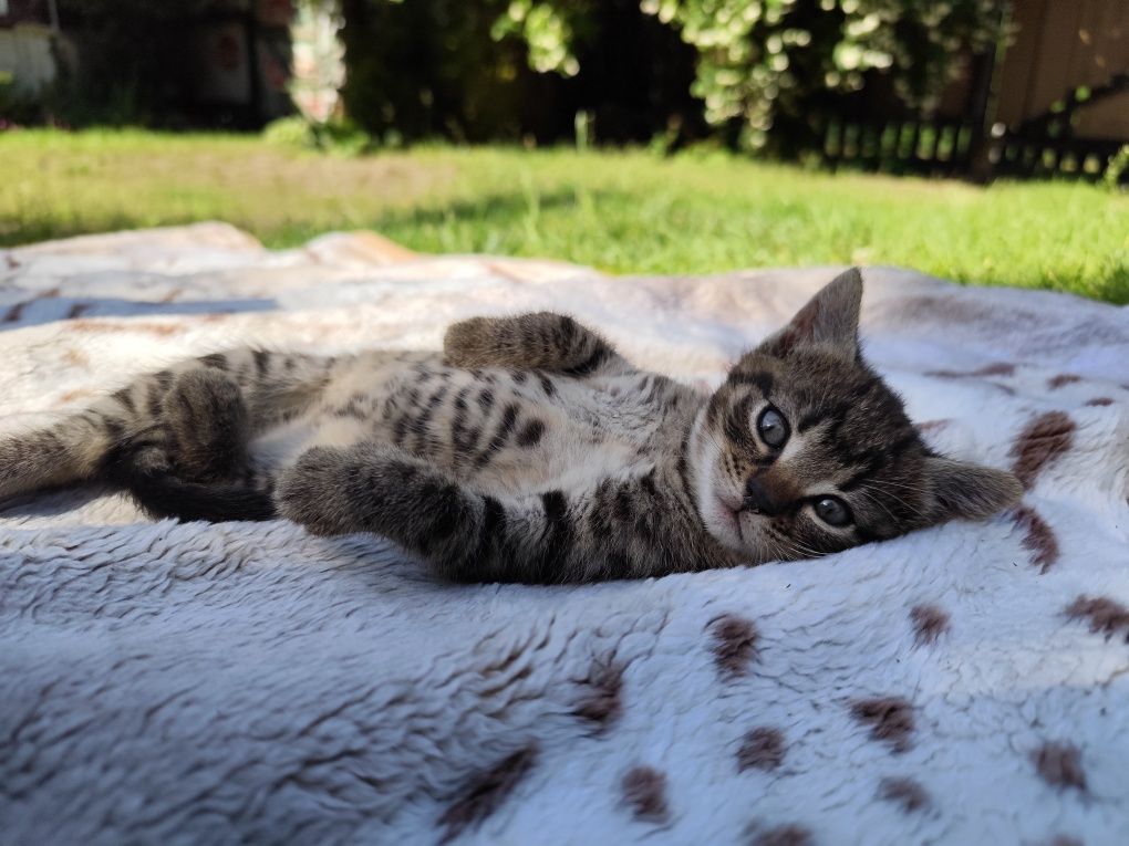Oddam koty bez umowy adopcyjnej