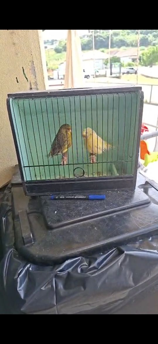 Casal de glosters