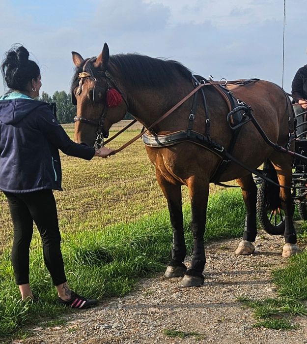 sprzedam klacz konie  koń licencja
