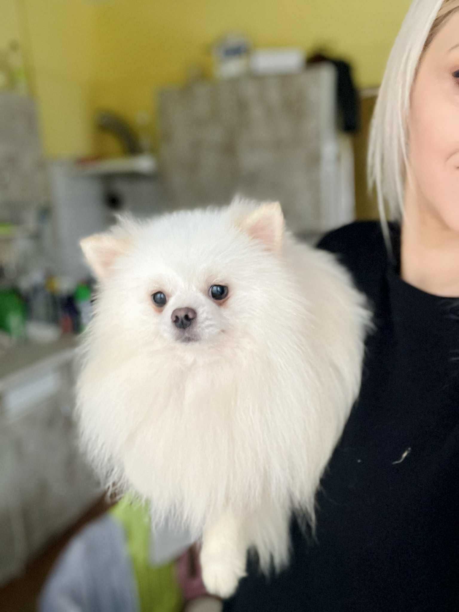 Szpic miniaturowy pomeranian