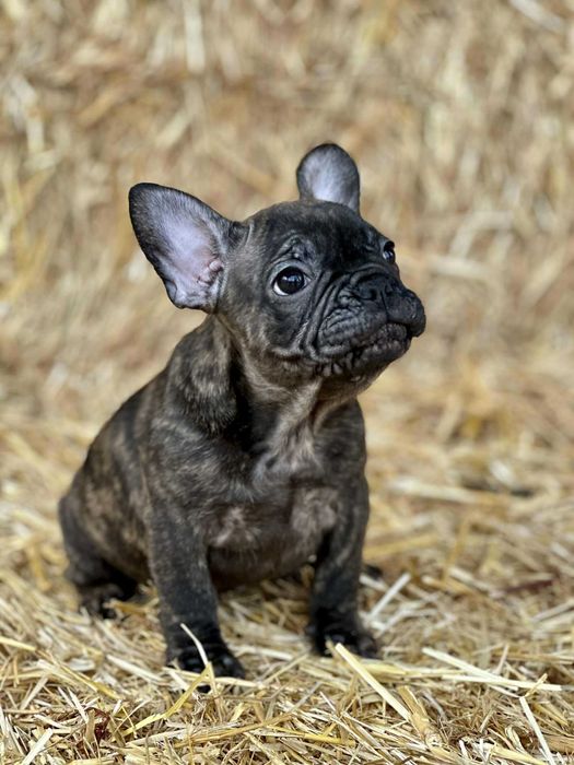 Bulldog francês Fêmea