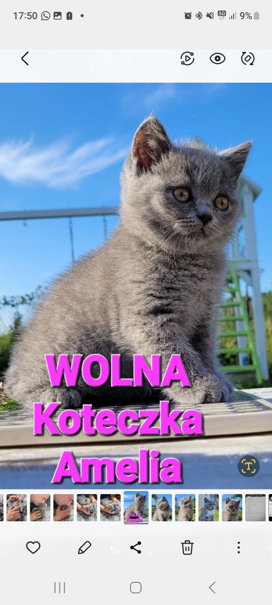 Kot kotka brytyjski rodowód kocięta brytek niebieska